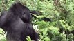 Mountain gorilla silverback feeding on  thistle
