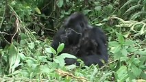 Mountain gorilla mother feeding on root (copulation call)