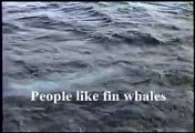 Japan Whaling Fin Whales