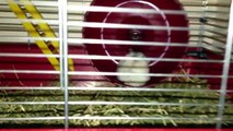 Rhino (hamster) getting trolled