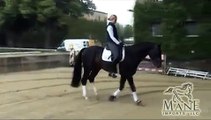 Sold to Kim in Canada! Dressage Horse For Sale - Franz  Mane Imports