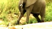 Documental de Leones Salvajes Cazando en Africa   Documentales de Animales Salvajes Español