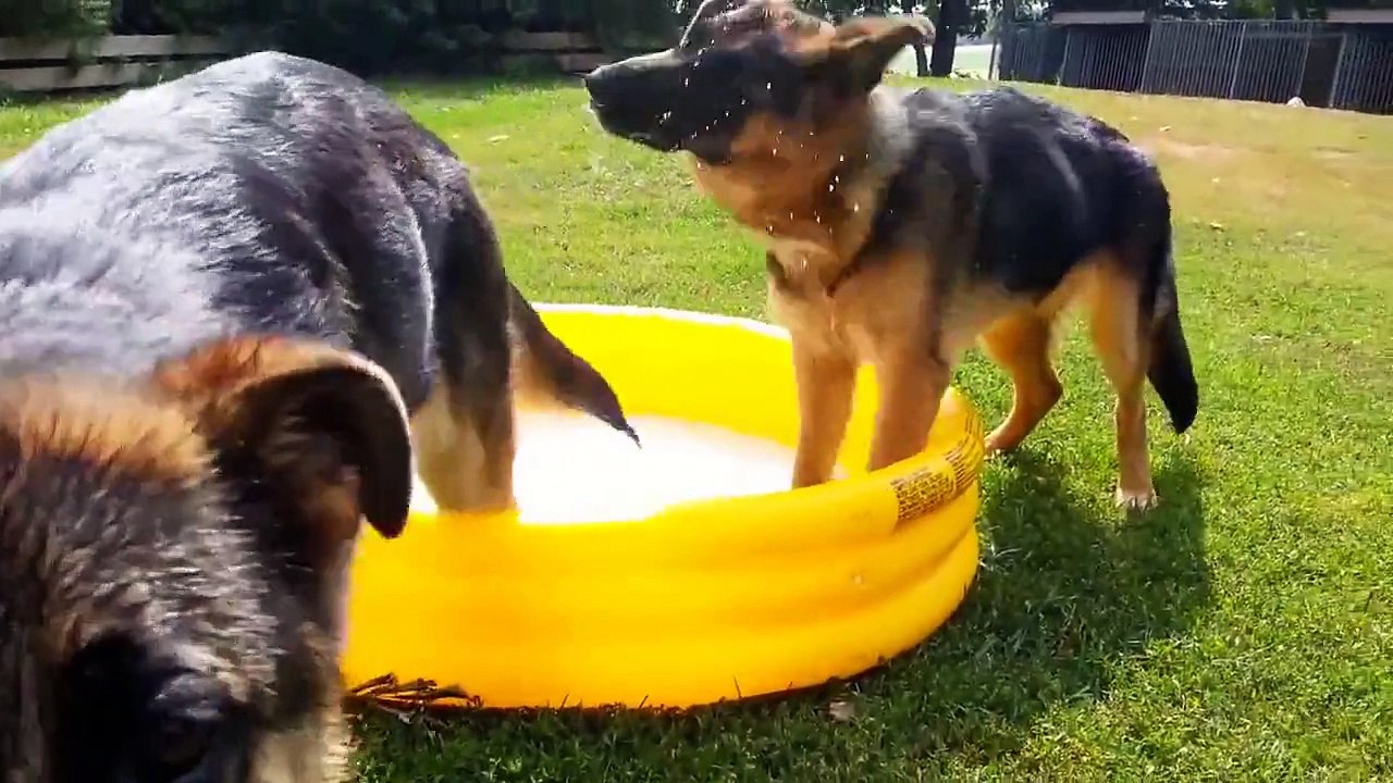 German shepherds playing in pool