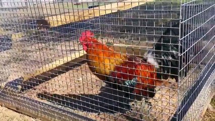 Jeremy Chandler "Pure Blue Face Hatch" Pair