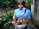 Baby Squirrel Monkeys Scrambling for Milk at Feeding Time