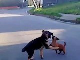 German Shepherd puppy playing with Dachshund