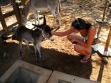 Brand new baby donkey at the Donkey Sanctuary Aruba!