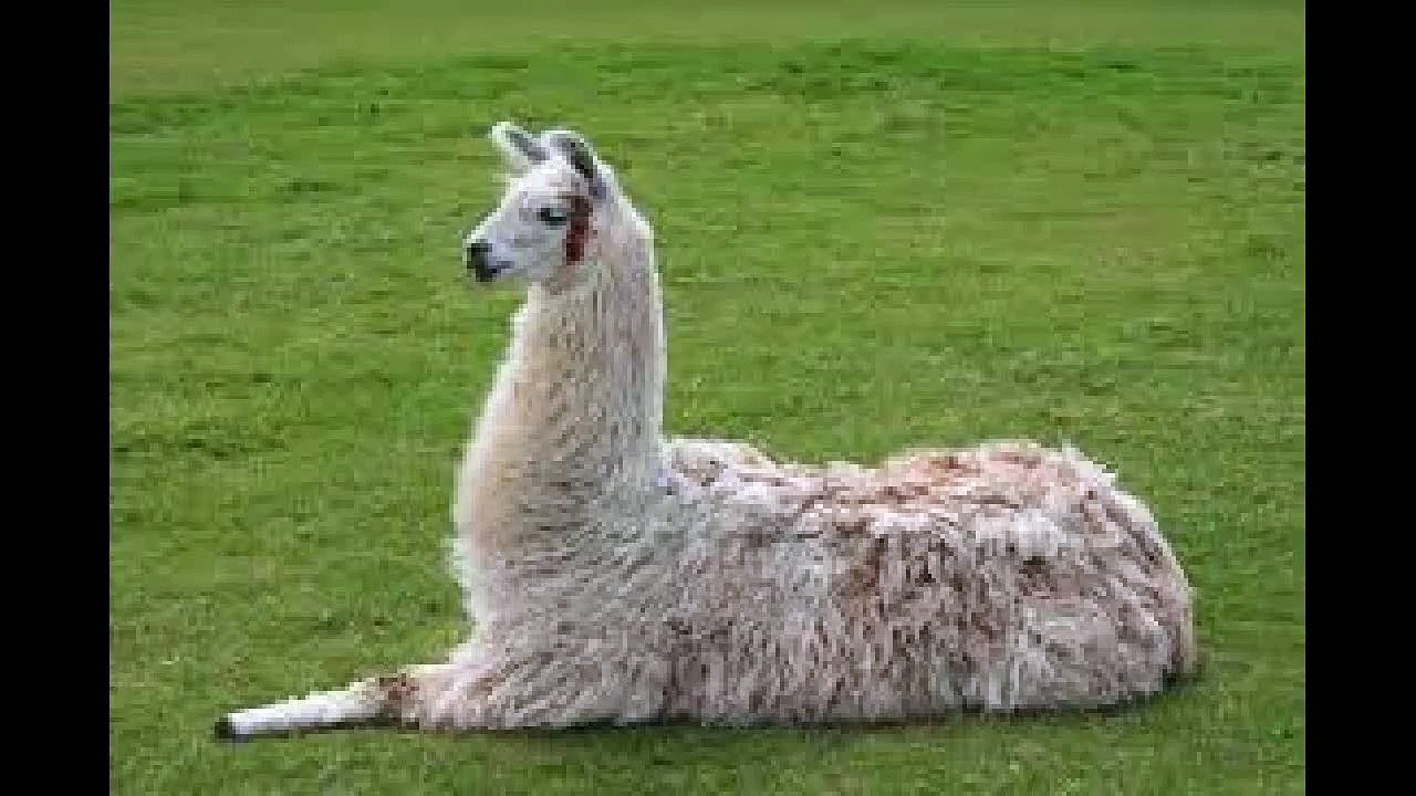 I HATE Llamas!!!!!!!!!!