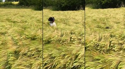 How Tiny Dogs Find Their Owner In A Tall Field