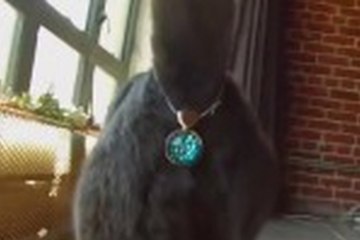 Give Your Cat Some Twinkle - Twinkle Tush