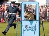 RAF Police Dog Video