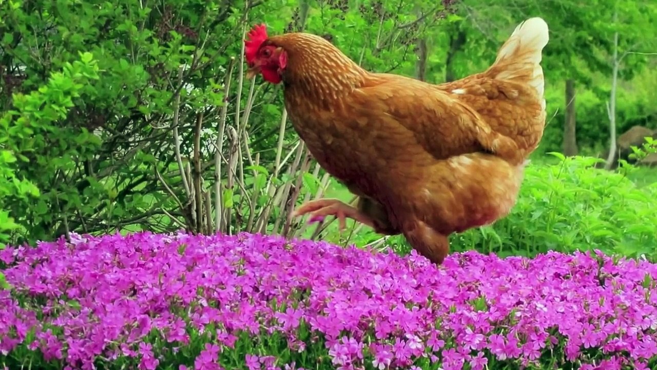 "Chicken Reel" By Leroy Anderson