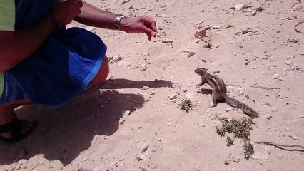 Karmienie wiewiórek Timeshift video