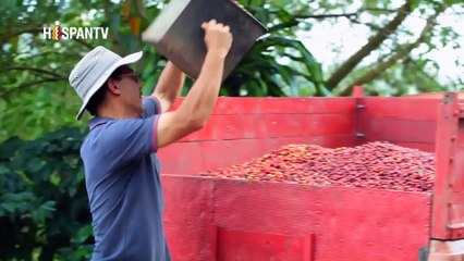 Cámara al Hombro - Excelencia de café costarricense