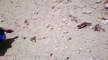 Karmienie wiewiórek