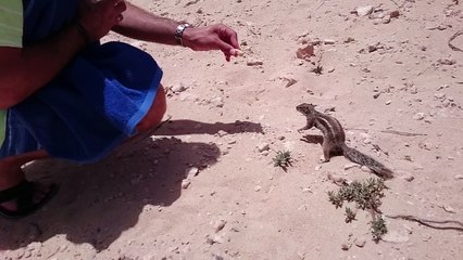 Karmienie wiewiórek Timeshift video