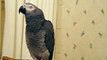 African Grey whistles Live and Let Die