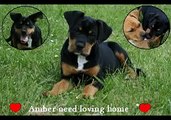 Amber..SPCA..DOG for ADOPTION!