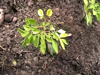 cuanta semilla de moringa se utiliza para sembrar una hectarea para forraje