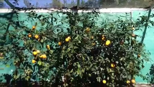 How to pollinate trees WITHOUT USING BEES!!!!!!!!