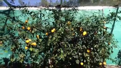 How to pollinate trees WITHOUT USING BEES!!!!!!!!