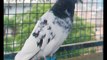 Tippler pigeons, Tipplers Highflyers  from Nepal, Pigeons Nepal