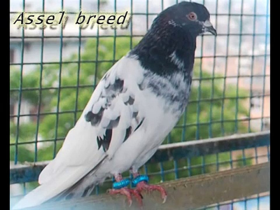 Tippler pigeons, Tipplers Highflyers from Nepal, Pigeons Nepal - video ...