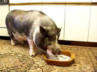 Barney the pot belly  pig  likes ice cream