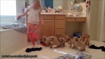 Des chiots attaquent des humains - Compilation d'animaux adorables