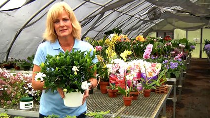 How to Care for Gardenias Indoors : Gardening Tips