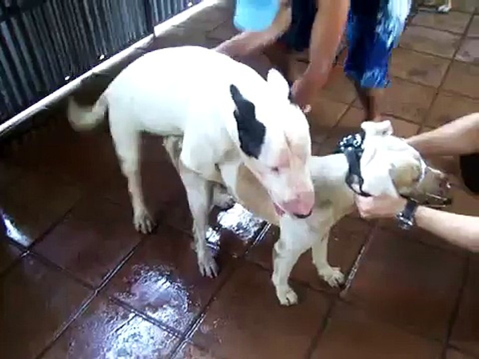 cruzando pit bull Vs bull terrier