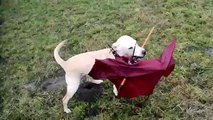 Paulchen findet einen Regenschirm, Hund im Wind