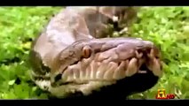 Animal Documentary National Geographic 2015 Full HD Man Eating Anacondas Documentary