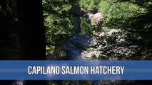 Capilano Salmon Hatchery - North Vancouver, BC Canada
