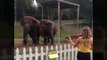 Elefantes bailan al escuchar el violín | Dos elefantes bailan al ritmo del violín (VIDEO)