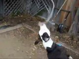 Brindle Pit Bull Playing with Rope