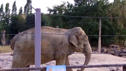 Elephants 02 LE PAL Dompierre