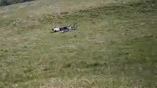 Grizzly rolling