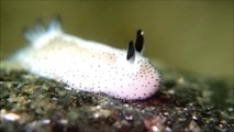 Cette limace de mer ressemble à un petit lapin trop mignon