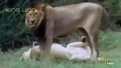 Descargar video: Lions Attack Hunters Documentaries National Geographic Wild Animal Documentary HD