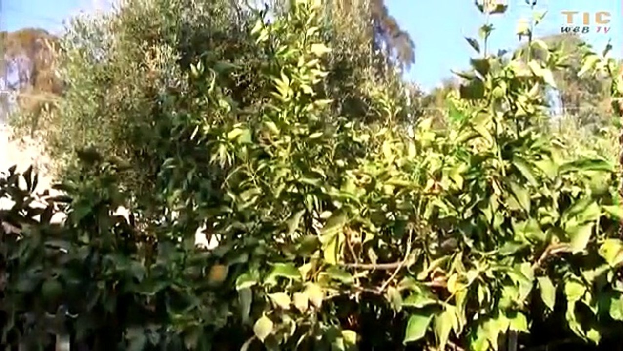 Calabria, Bova Marina, documentario:"Paese che vai, gente che trovi"