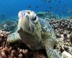 Saving Turtles, Helping Fisheries with Turtle Exclusion Devices - Conservation International