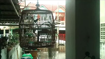 SUARA KICAUAN BURUNG KACER POCI KENCENG MANTAB MANIA BRO