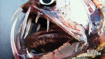 Scary Deep Sea Fish The Fangtooth Fish