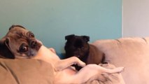 Pugs get caught showing love to each other...