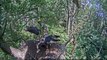 Latvian Black Storks - Feeding 17.07.2015. 11:52