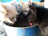 Süsse Katzen haben Durst - Lustiges Katzenvideo - vidéos de chat