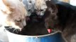 Süsse Katzen haben Durst - Lustiges Katzenvideo - vidéos de chat