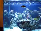 260 gallon saltwater fish tank