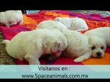 Venta de perros cachorros de raza Coton de tulear criadero spaceanimals